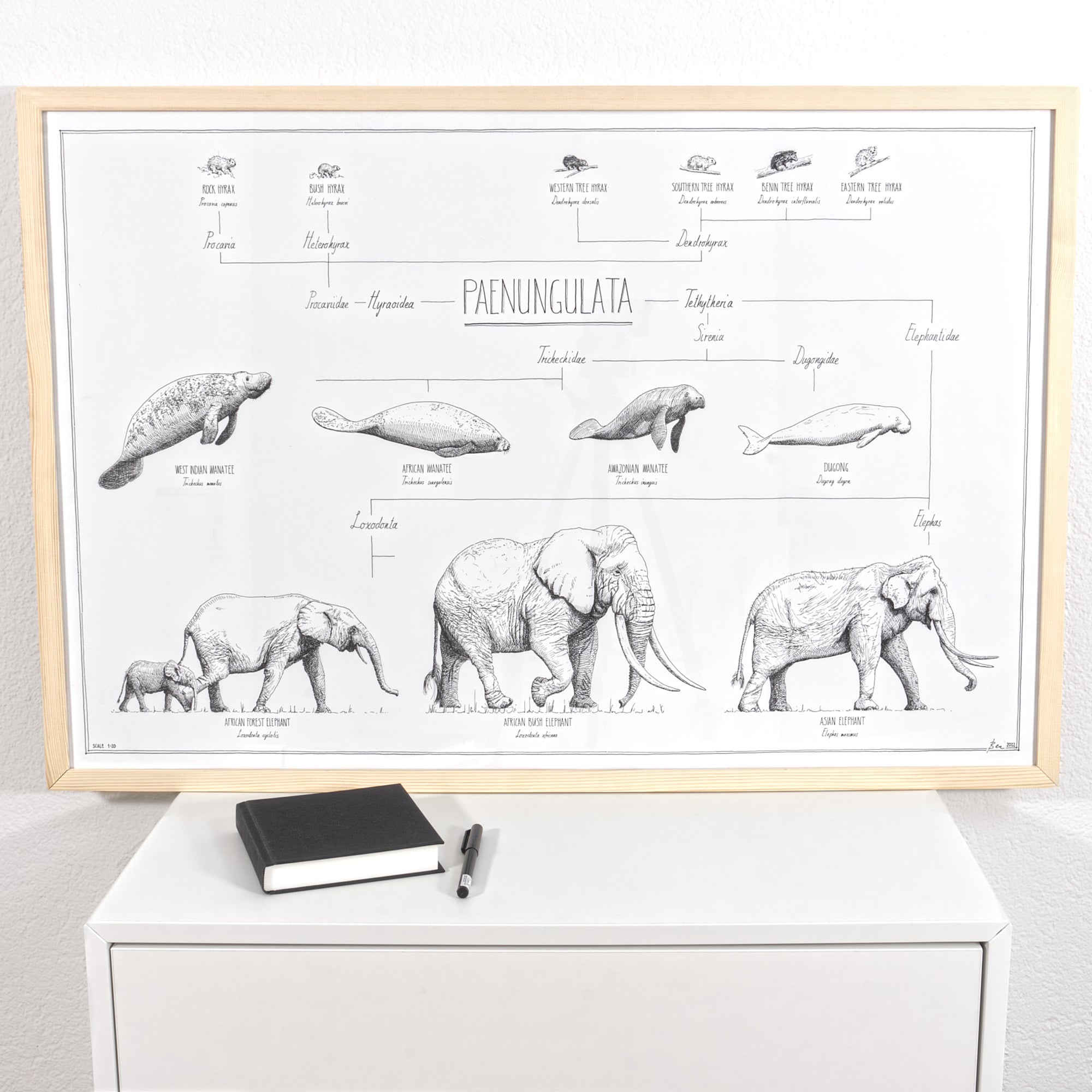 Modern, black and white poster (90x60cm / 36x24“) of Paenungulata, Elephants, Sirens and Hyraxes. Scientific names and classification. Quality print of hand drawn animals. Natural finish wood frame.