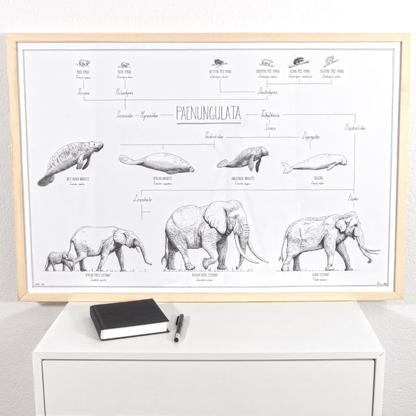 Modern, black and white poster (90x60cm / 36x24“) of Paenungulata, Elephants, Sirens and Hyraxes. Scientific names and classification. Quality print of hand drawn animals. Natural finish wood frame.