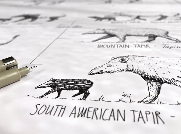 Modern, black and white poster (90x60cm / 36x24") of Perissodactyla, Horses, Rhinos, Zebras, Tapirs and their relatives. Quality print of hand drawn animals. Close up photo of some details.