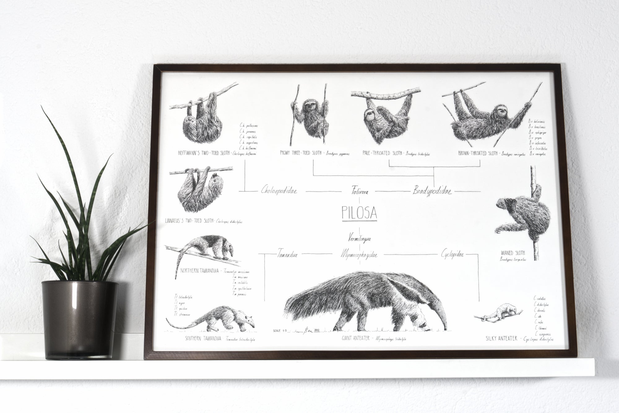 Poster 70x50cm /28x20" of Pilosa, sloths and anteaters. Black and white scientific drawings. Modern and minimalist style. Dark wooden frame.