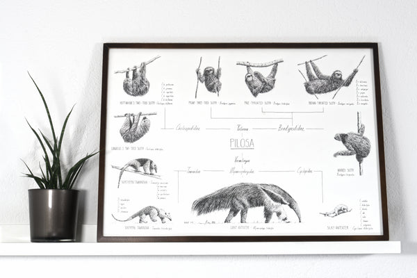 Poster 70x50cm /28x20" of Pilosa, sloths and anteaters. Black and white scientific drawings. Modern and minimalist style. Dark wooden frame.
