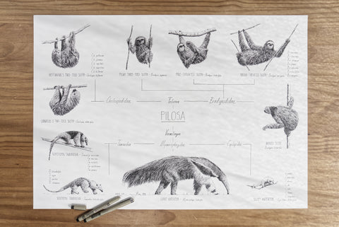 Poster 70x50cm /28x20" of Pilosa, sloths and anteaters. Black and white scientific drawings. Modern and minimalist style. Detail photo.