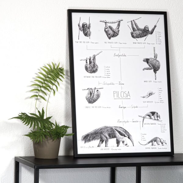 Modern, black and white poster (50x70cm / 20x28") of Pilosa, sloths and anteaters. Quality print of hand drawn animals. Black wooden frame.