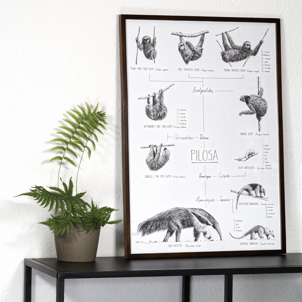Modern, black and white poster (50x70cm / 20x28") of Pilosa, sloths and anteaters. Quality print of hand drawn animals. Dark wooden frame.