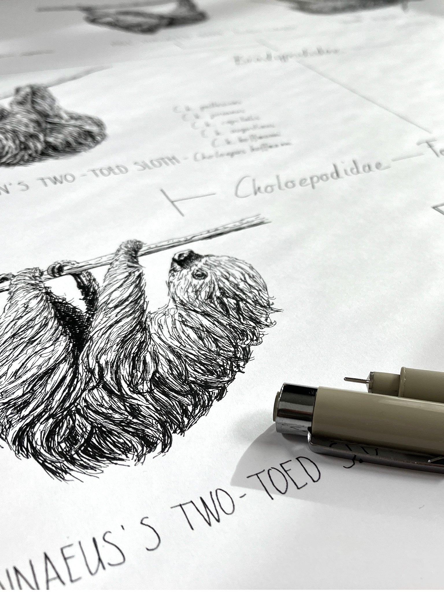 Modern, black and white poster (50x70cm / 20x28") of Pilosa, sloths and anteaters. Quality print of hand drawn animals. Detail of the beautiful ink drawing.