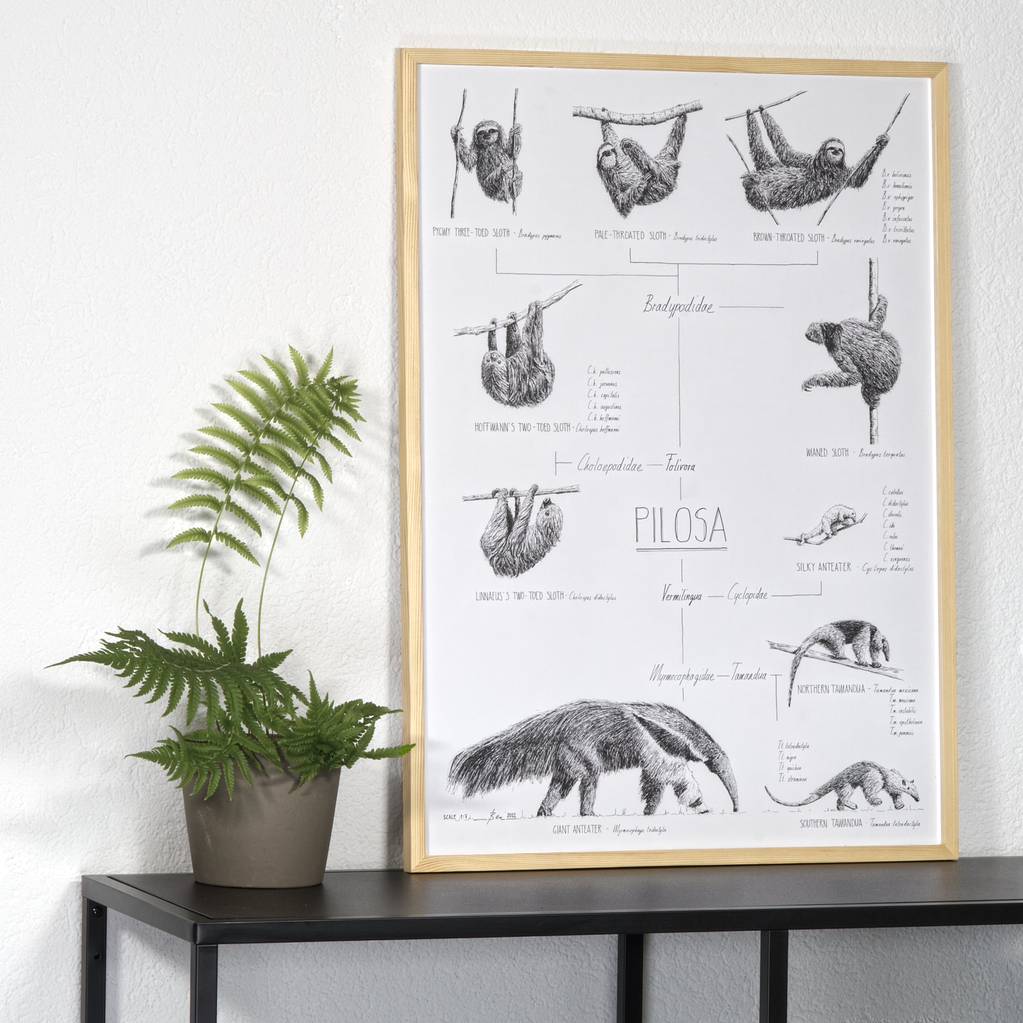 Modern, black and white poster (50x70cm / 20x28") of Pilosa, sloths and anteaters. Quality print of hand drawn animals. Natural finish wood frame.