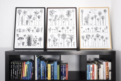 Modern, black and white poster (50x70cm / 20x28“) of Palm trees native to Africa. Scientific and English names. Quality print of hand drawn palm trees, drawn in black ink with loads of details. All three frames.